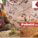 Biografi Piri Reis