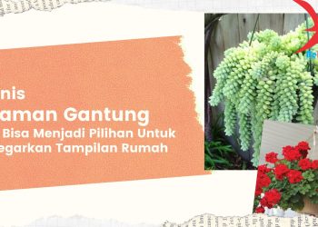 9 Jenis Tanaman Toga untuk Apotik Hidup Di Rumah