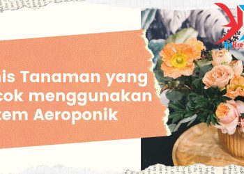 Jenis Tanaman yang Cocok menggunakan Sistem Aeroponik