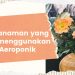 Jenis Tanaman yang Cocok menggunakan Sistem Aeroponik