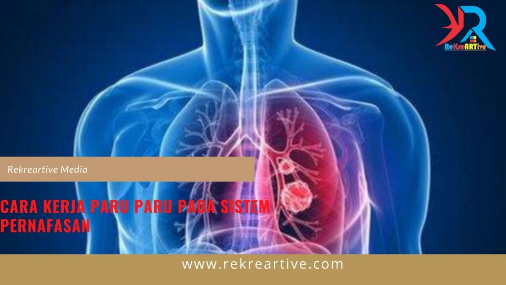 Cara Kerja Paru Paru Pada Sistem Pernafasan