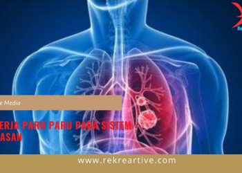 Cara Kerja Paru Paru Pada Sistem Pernafasan