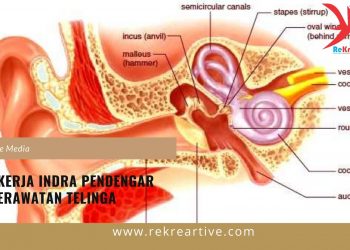 Cara Kerja Indra Pendengar Dan Perawatan Telinga