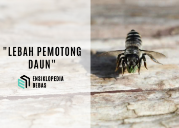 Bukti Lebah Pemotong Daun Menggunakan Plastik sebagai Bahan Bersarang