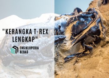 Kerangka T-Rex Lengkap Pertama di Dunia Akhirnya Diungkap Kepada Publik 67 Juta Tahun Setelah Dikuburkan