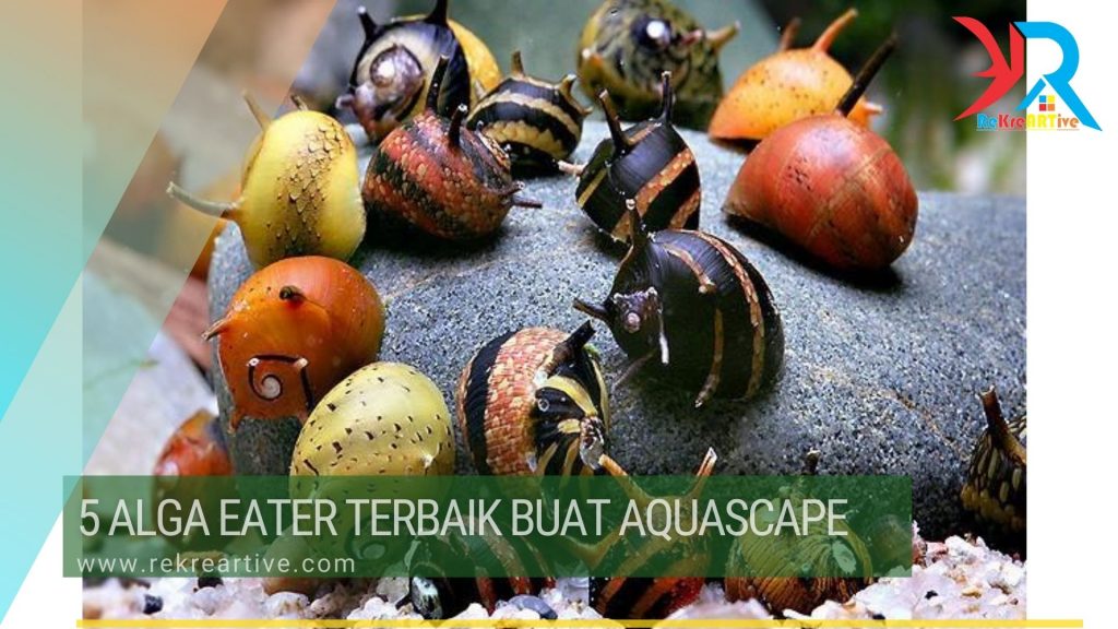 Fauna Pemakan Alga Terbaik Alga Eater Aquascape