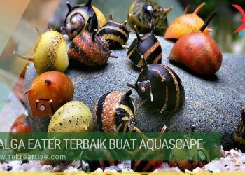 Fauna Pemakan Alga Terbaik Alga Eater Aquascape