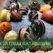 Fauna Pemakan Alga Terbaik Alga Eater Aquascape