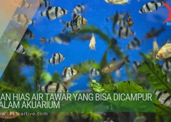 ikan hias air tawar