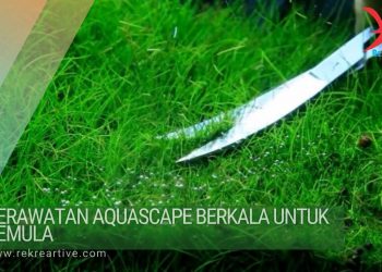 Perawatan Aquascape berkala untuk pemula