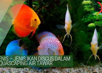 Tanaman aquascape yang di sukai ikan cupang