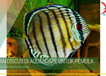 Tanaman aquascape yang di sukai ikan cupang