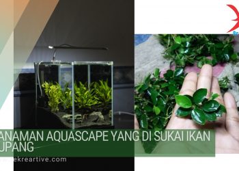 Tanaman aquascape
