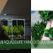 Tanaman aquascape