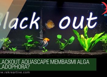 Blackout Aquascape