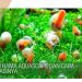 Hama Aquascape