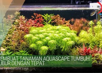 Tanaman Aquascape Tumbuh Subur