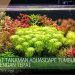 Tanaman Aquascape Tumbuh Subur