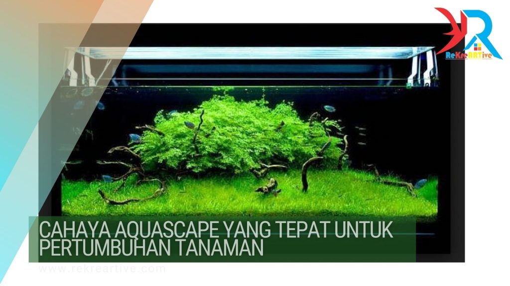 Cahaya Aquascape