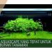 Cahaya Aquascape