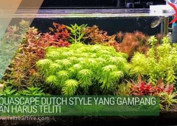 Aquascape Dutch style