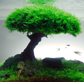 Aquascape bonsai Tema Minimalis