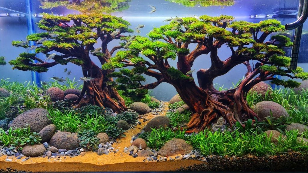 Aquascape bonsai Tema kembar