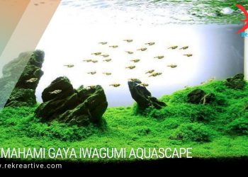 Memahami Gaya Iwagumi Aquascape yang indah