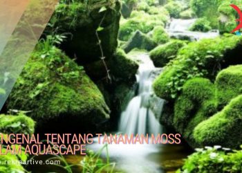 Tanaman moss aquascape