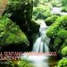 Tanaman moss aquascape
