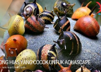 jenis Keong Hias yang cocok untuk Aquascape