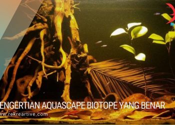 pengertiannya Aquascape biotop