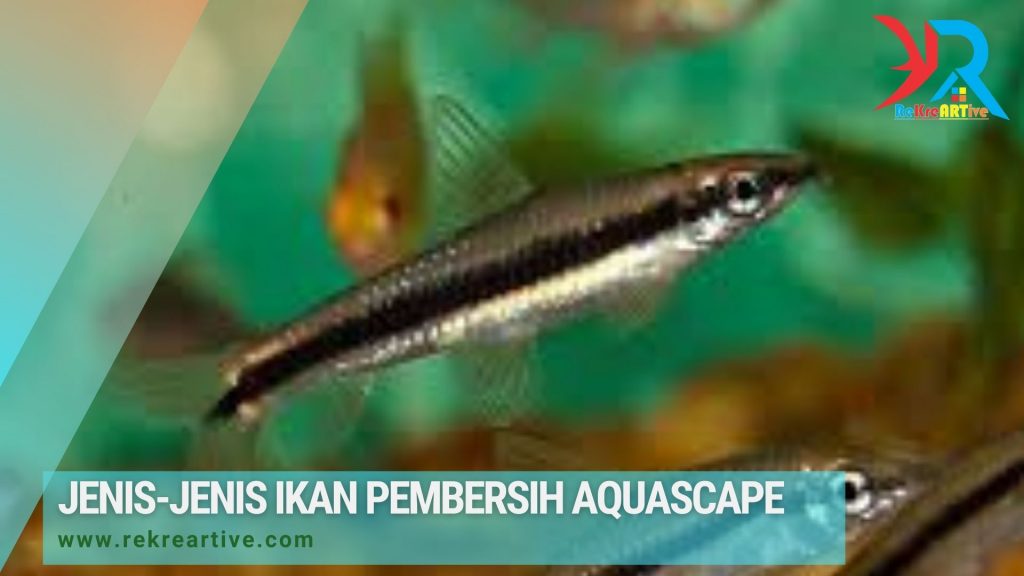 ikan pembersih aquascape