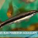 ikan pembersih aquascape
