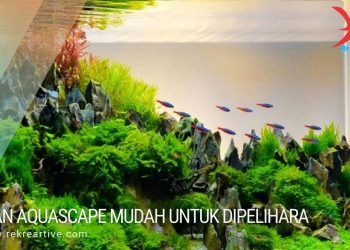 jenis ikan Aquascape