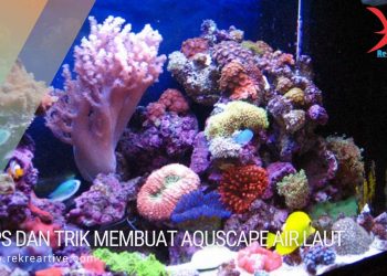 aquascape air laut