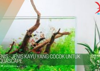 kayu aquascape