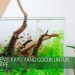 kayu aquascape