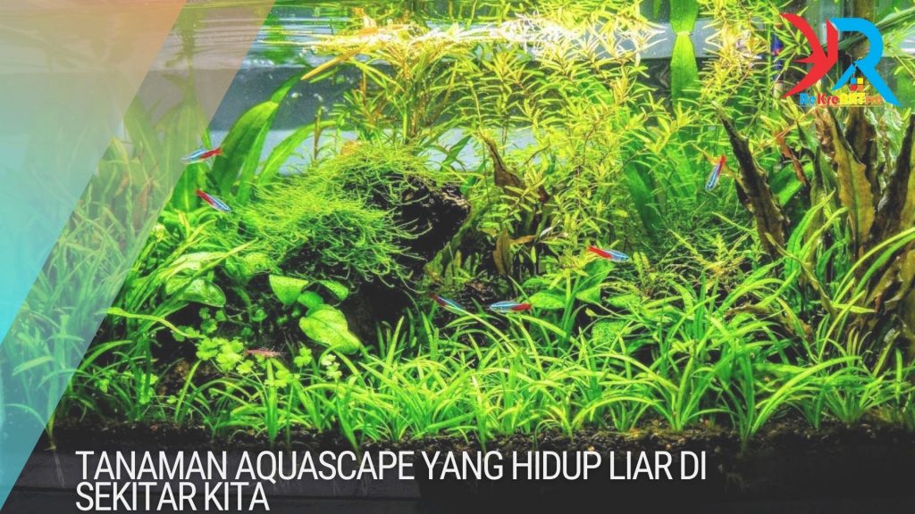 tanaman Aquascape