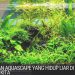 tanaman Aquascape