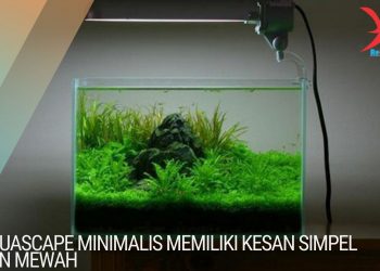 Aquascape minimalis