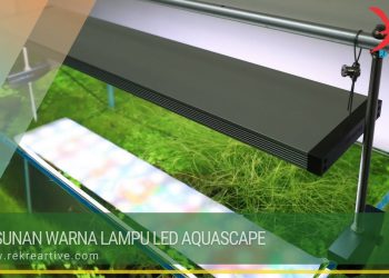 Susunan Warna Lampu LED Aquascape