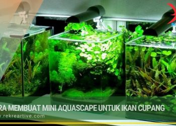 Cara Membuat Mini Aquascape Untuk Ikan Cupang