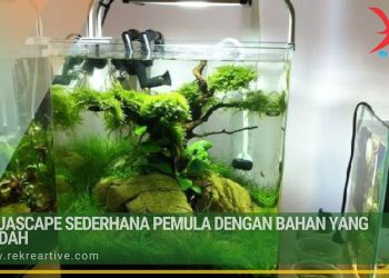 Aquascape Sederhana Pemula dengan Bahan Yang Mudah