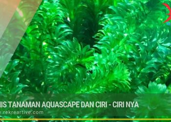 24 Jenis Tanaman Aquascape dan Ciri – Ciri nya