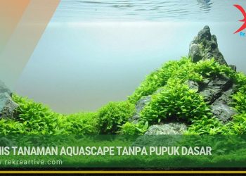 Jenis Tanaman Aquascape Tanpa Pupuk Dasar