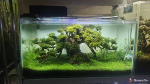 aquascape bonsai 60x30x30