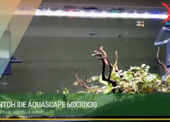 Contoh Ide Aquascape 60x30x30