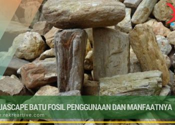 Aquascape Batu Fosil