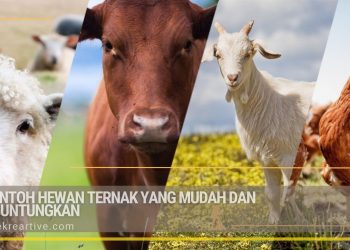 10 Contoh Hewan Ternak Yang Menguntungkan